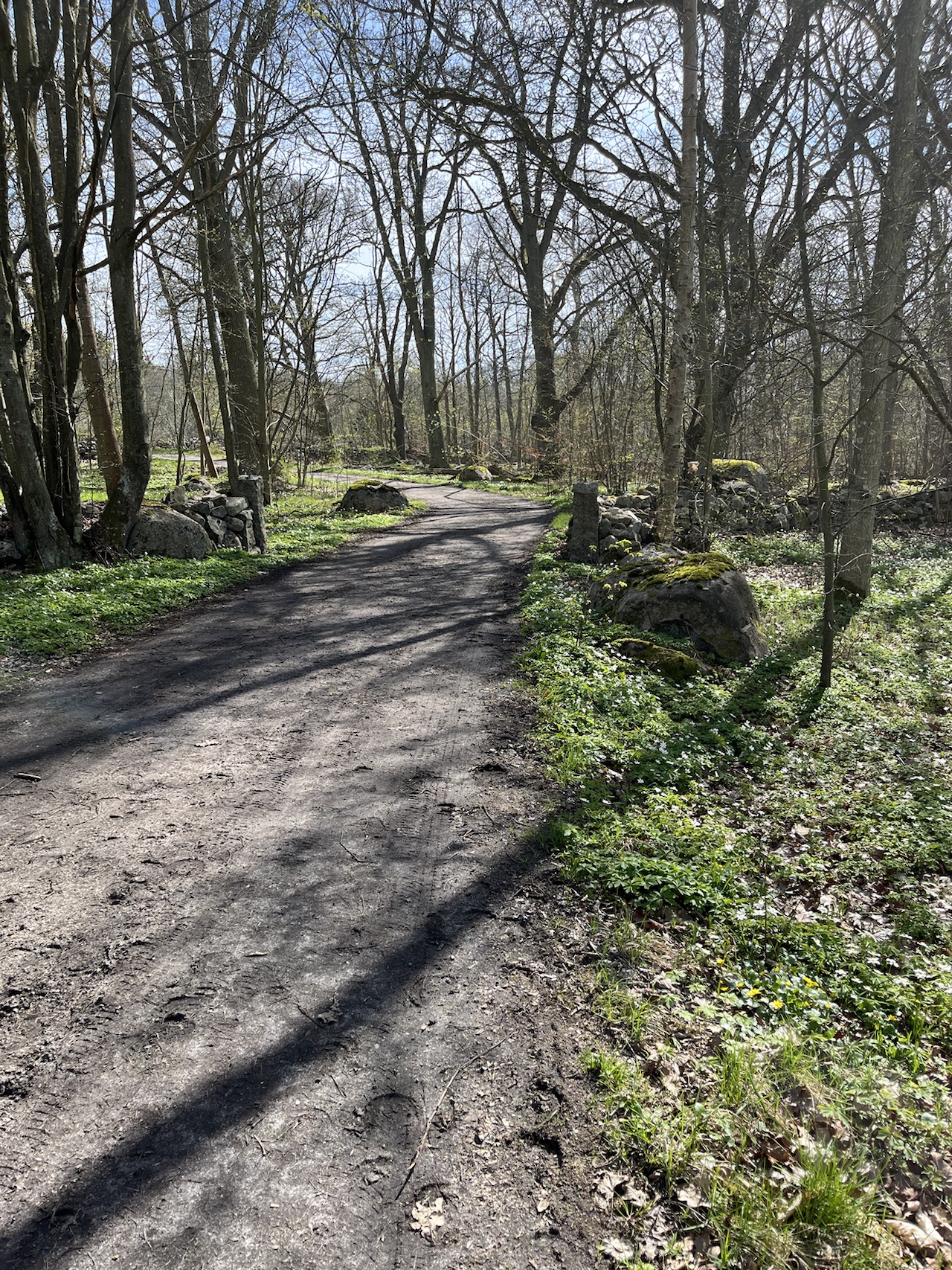 Shaded woodland path edged by trees and undergrowth