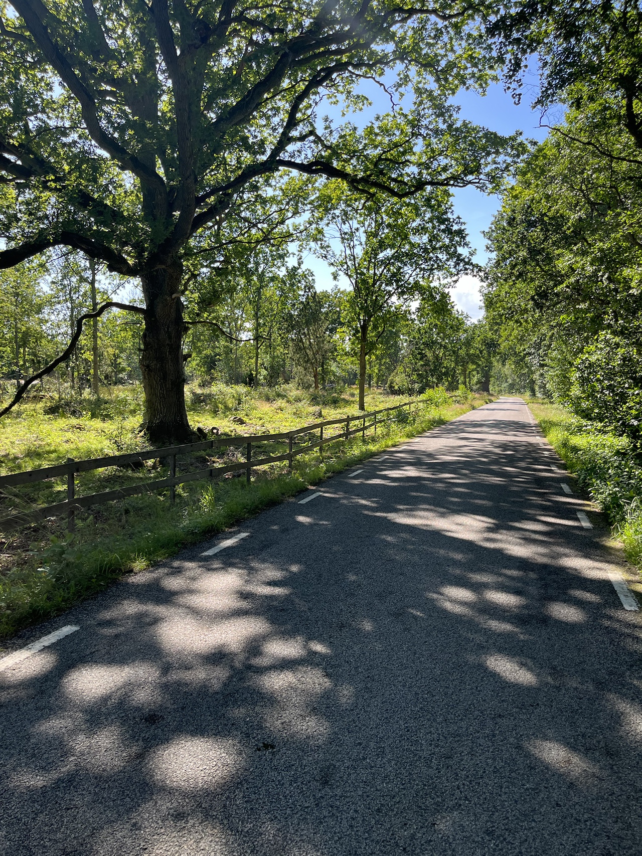 Quiet country lane running between green trees