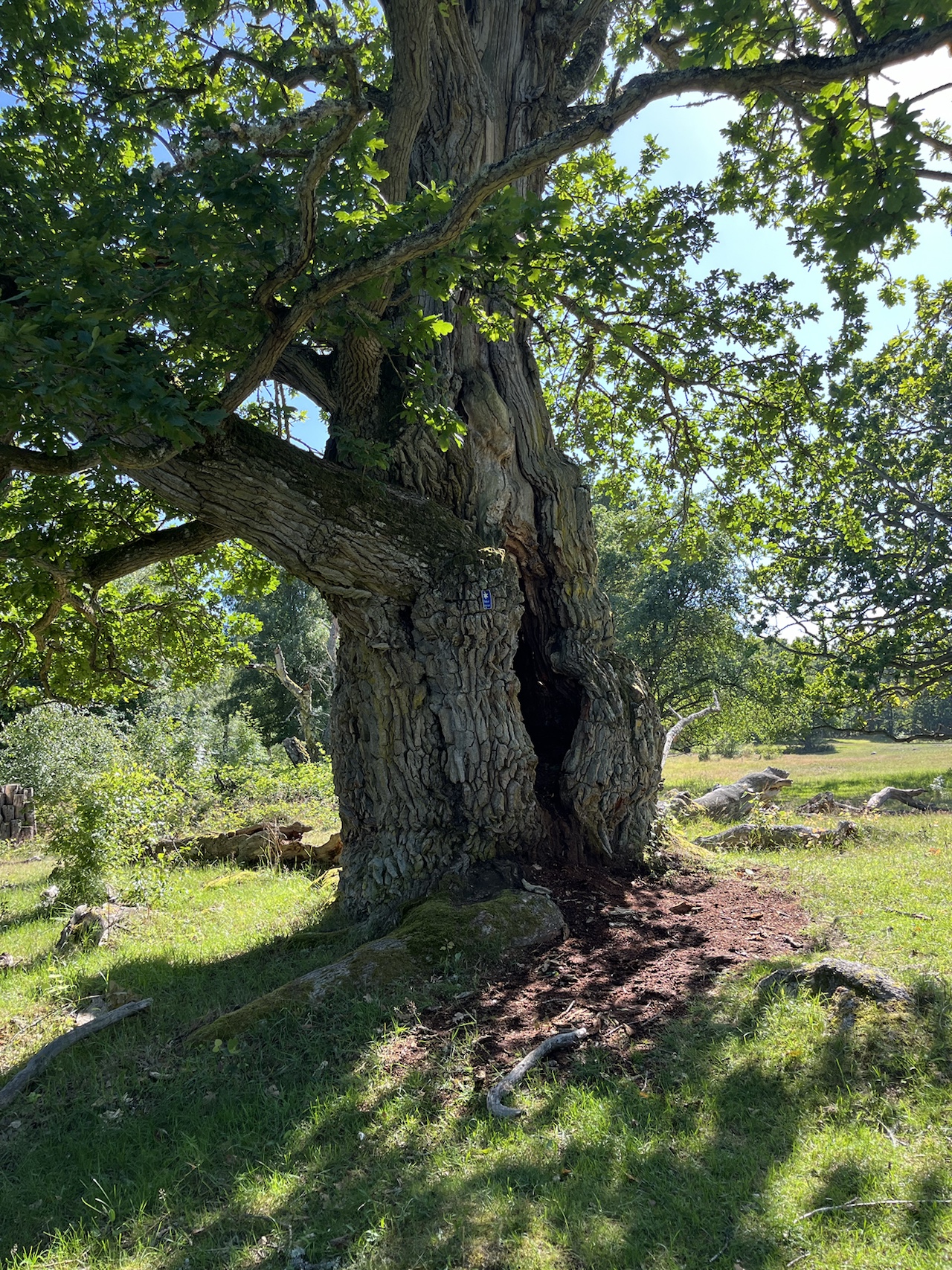 Close view of an old gnarled tree in a green landscape