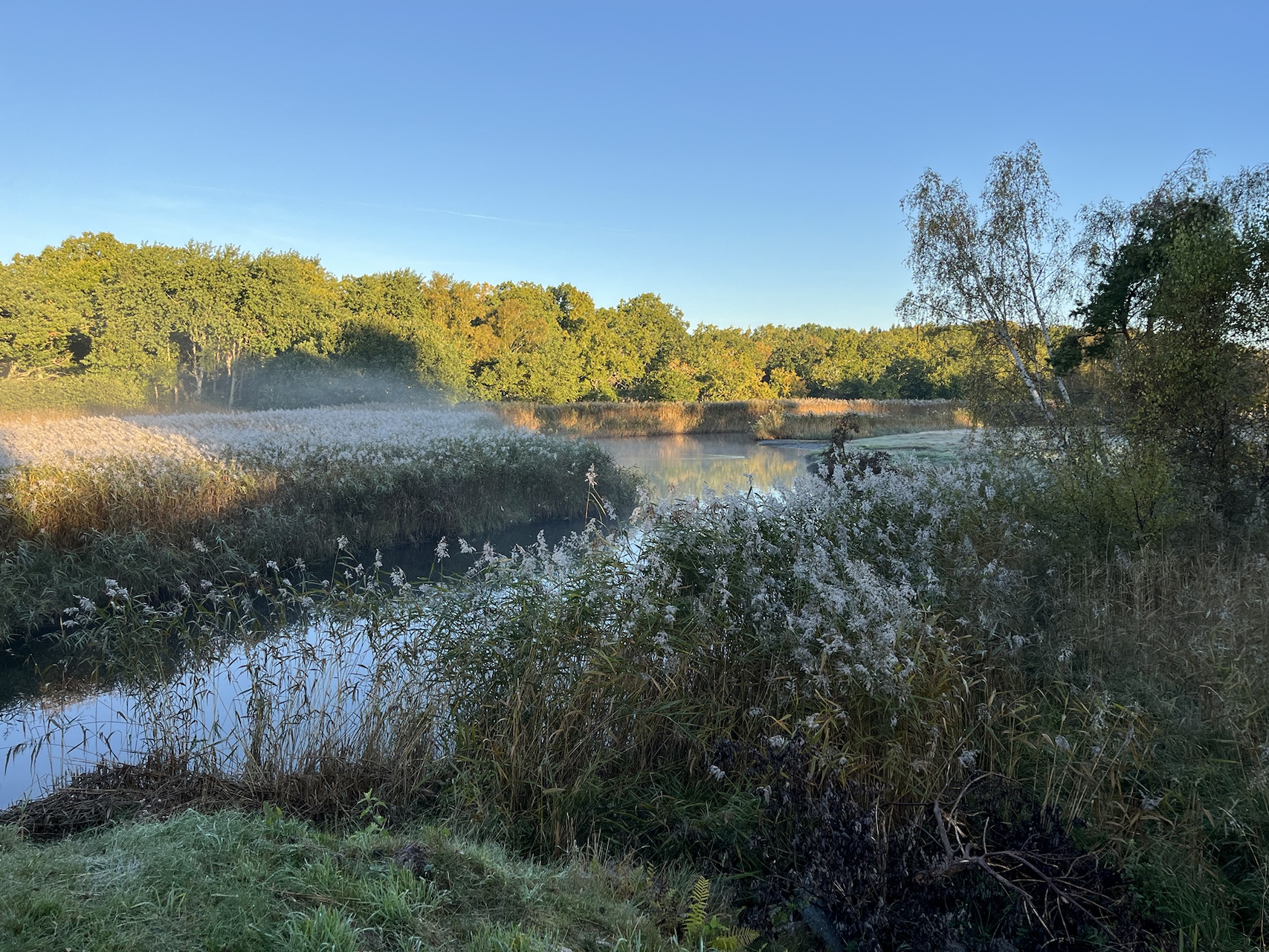Quiet waterside with reeds and autumn-coloured trees